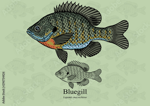 Bluegill, Sun fish. Vector illustration with refined details and optimized stroke that allows the image to be used in small sizes (in packaging design, decoration, educational graphics, etc.)