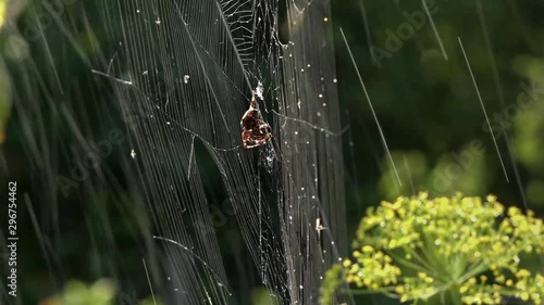 Morning dew, silence, peace, bliss.The spider set an ambush.Spider web and spider.The process of catching insects in spider webs.Light bokeh.The movement of the spider.Shadow and light.Forest.