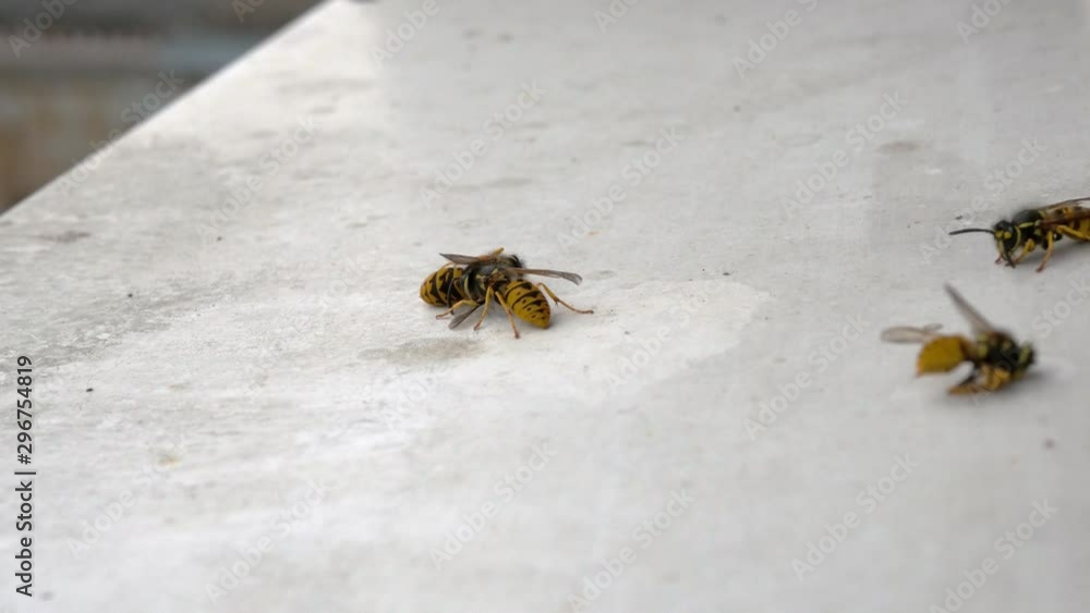 Several dead bees on a white clean window-sill. Two of them are still alive. The insects got poisoned by some cleaning agent. Several dead bees on a white clean window-sill. Two of them are still alive. The insects got poisoned by some cleaning agent.