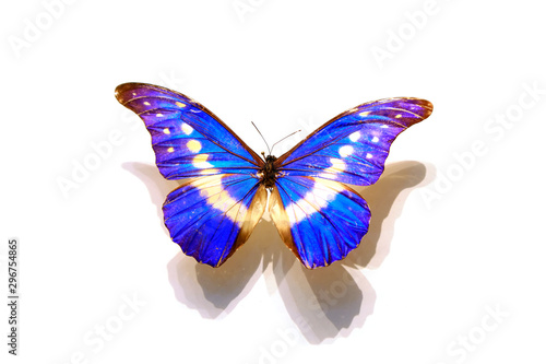 beautiful butterflies in the white background © junrong
