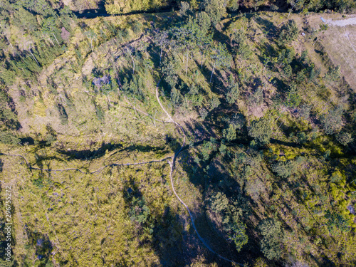 Aerial view of green forest with a small road