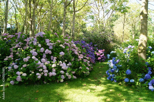 Hortensia Hydrangea
