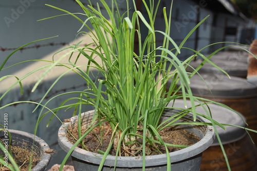 grass in pot