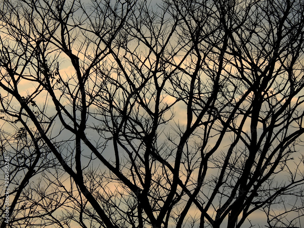 dry branch tree silhouette with sunset of sky background dry branch tree silhouette with sunset of sky background