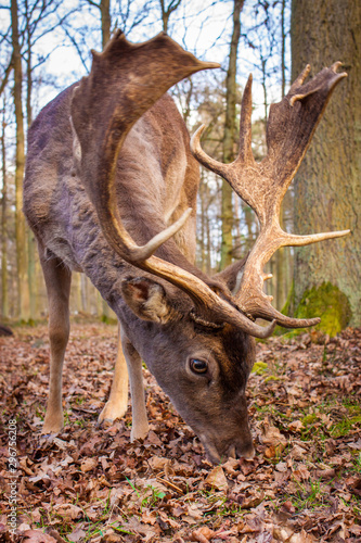 Fototapeta Naklejka Na Ścianę i Meble -  Europäischer Damhirsch (Dama dama dama)