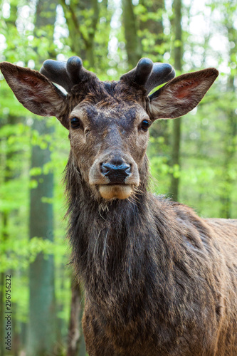 Fototapeta Naklejka Na Ścianę i Meble -  Rothirsch (Cervus elaphus) in Deutschland