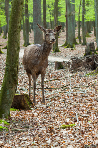 Fototapeta Naklejka Na Ścianę i Meble -  Rothirsch (Cervus elaphus) in Deutschland