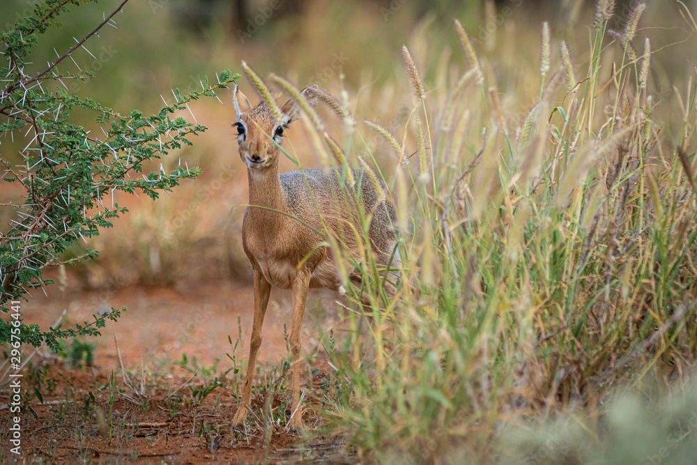 Kirk-Dikdik (Madoqua kirkii) in Namibia Kirk-Dikdik (Madoqua kirkii) in Namibia