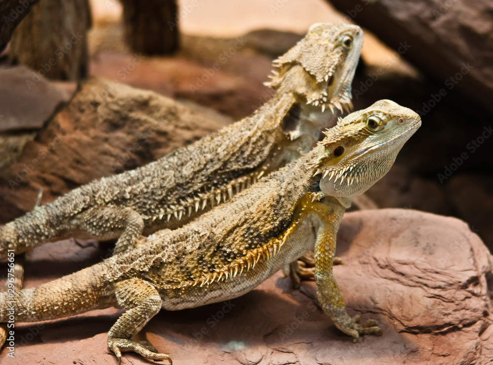 Fototapeta premium Streifenköpfige Bartagamen im Zoo