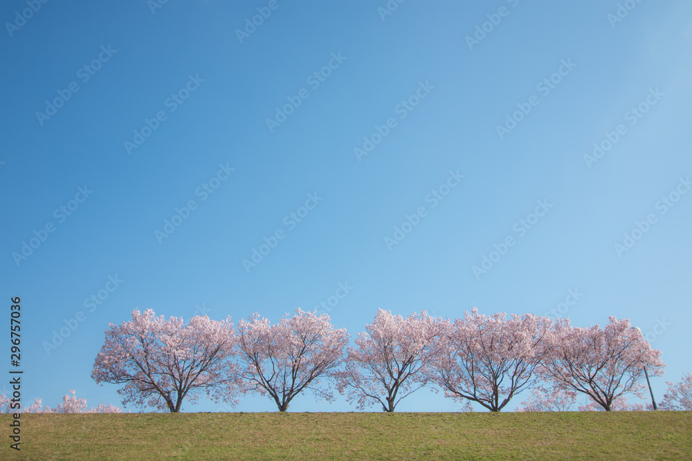 清々しい青空に桜並木