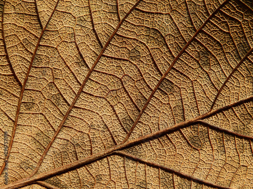 dry brown leaves texture