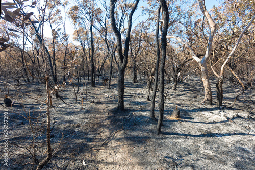 Aftermath Of A Bush Fire at Barden Ridge photo