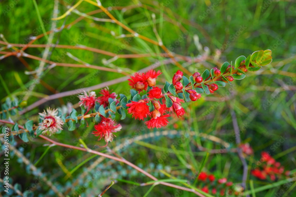View of a Verticordia feather flower in Australia View of a Verticordia feather flower in Australia