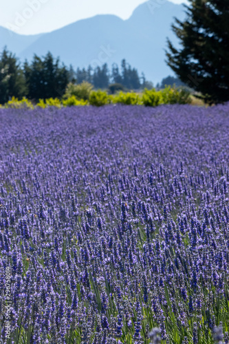 bright purple lavender flowers in full bloom on a farm