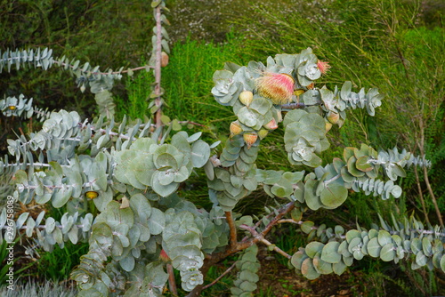 View of a Rose Mallee eucalyptus flower in Australia photo