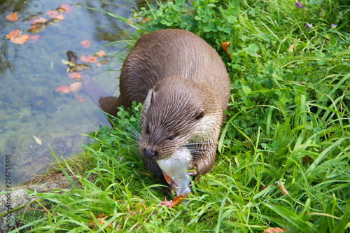 Canvastavla Wild eurasian otter eating fish