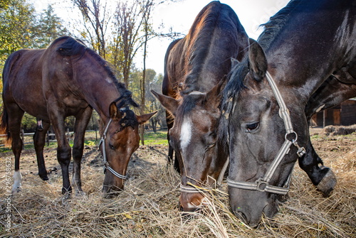 Fototapeta Naklejka Na Ścianę i Meble -  three beautiful brown horses on a farm