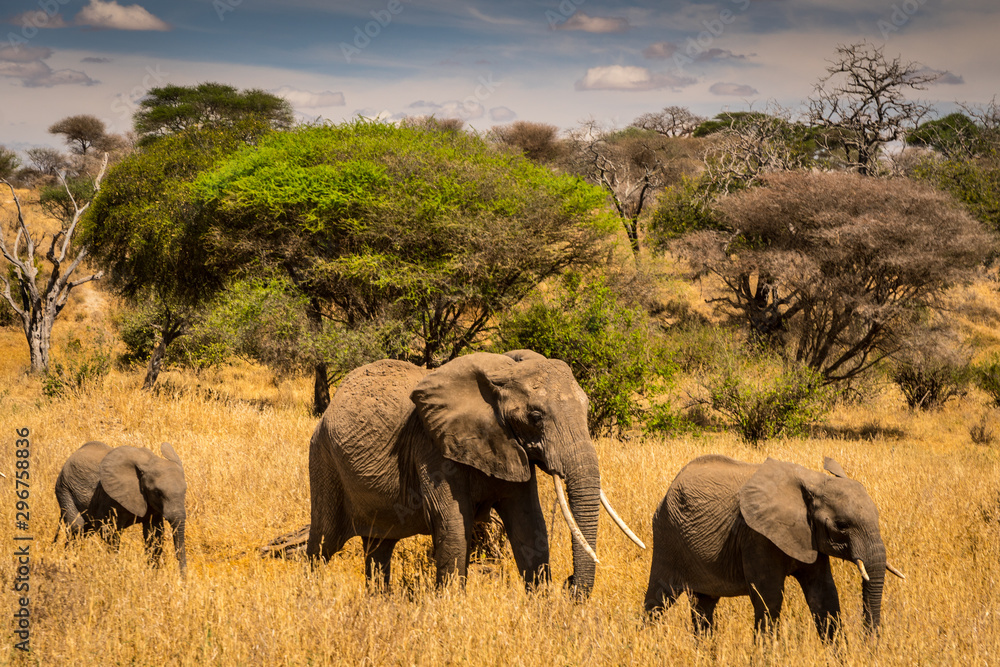 Family of African elephants in the grass passing by in Serengeti national park. Tanzania. Amazing blue sky and green tree and yellow grass Family of African elephants in the grass passing by in Serengeti national park. Tanzania. Amazing blue sky and green tree and yellow grass