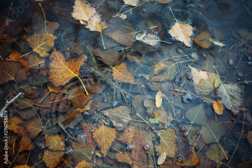 Fallen autumn leaves in water and rainy weather. Fall time