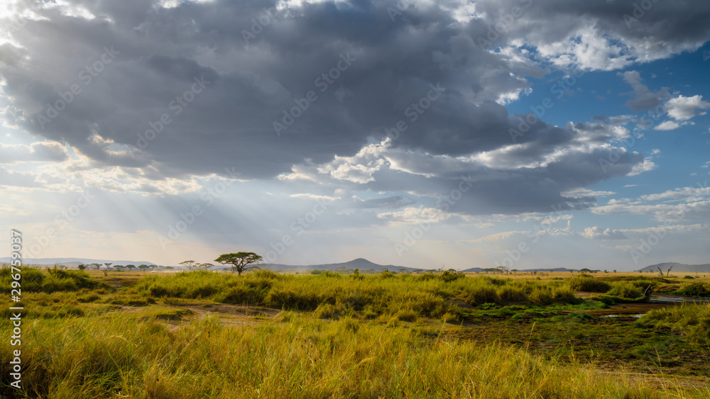 amazing sunset with sunbeams rays in Serengeti national park in Africa. breathtaking view of savanah, green grass and blue sky