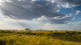 amazing sunset with sunbeams rays in Serengeti national park in Africa. breathtaking view of savanah, green grass and blue sky