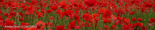 Photo Red Poppies in Flanders Fields symbol for remembrance Day WW1 - For textured soft backdrops
