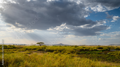 amazing sunset with sunbeams rays in Serengeti national park in Africa. breathtaking view of savanah  green grass and blue sky