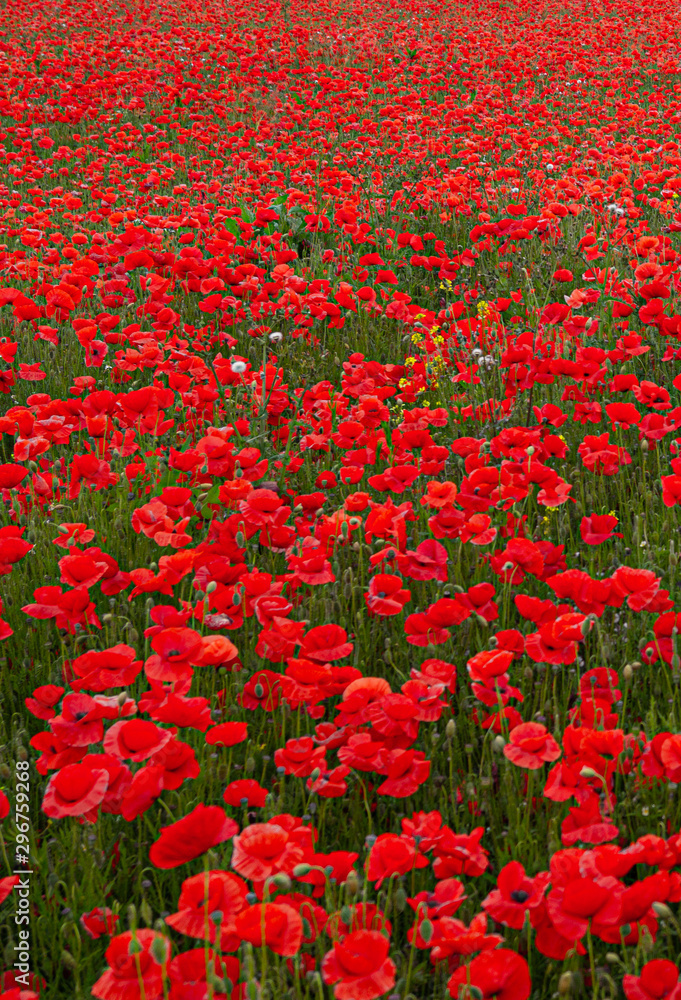 Obraz premium Red Poppies in Flanders Fields symbol for remembrance Day WW1 - For textured soft backdrops.