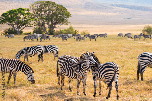 Herd of Zebra in Ngorongoro National Park. Eating grass  green tree in the background