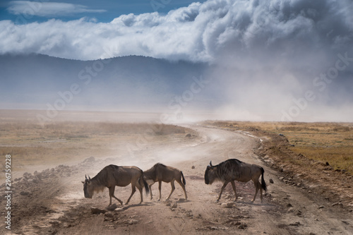 Exhausted Family of African Blue Wildebeest on the road passing by in Ngorongoro national park. Tanzania. Dusty blue sky and mountain in the background © Marcin