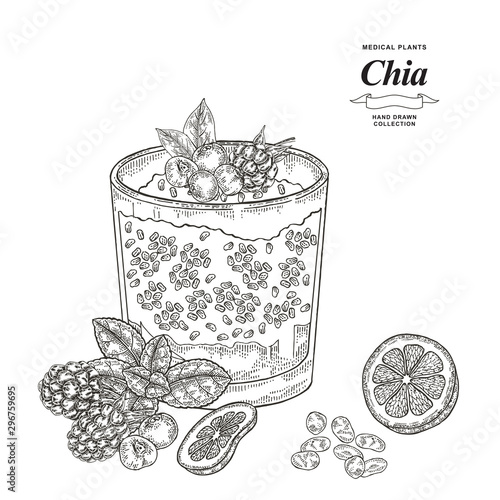 Chia cocktail hand drawn. Chia seeds, raspberry, lemon slice, fresh mint and blueberry isolated on white background. Healthy food collection. Vector illustration. Engraving style.
