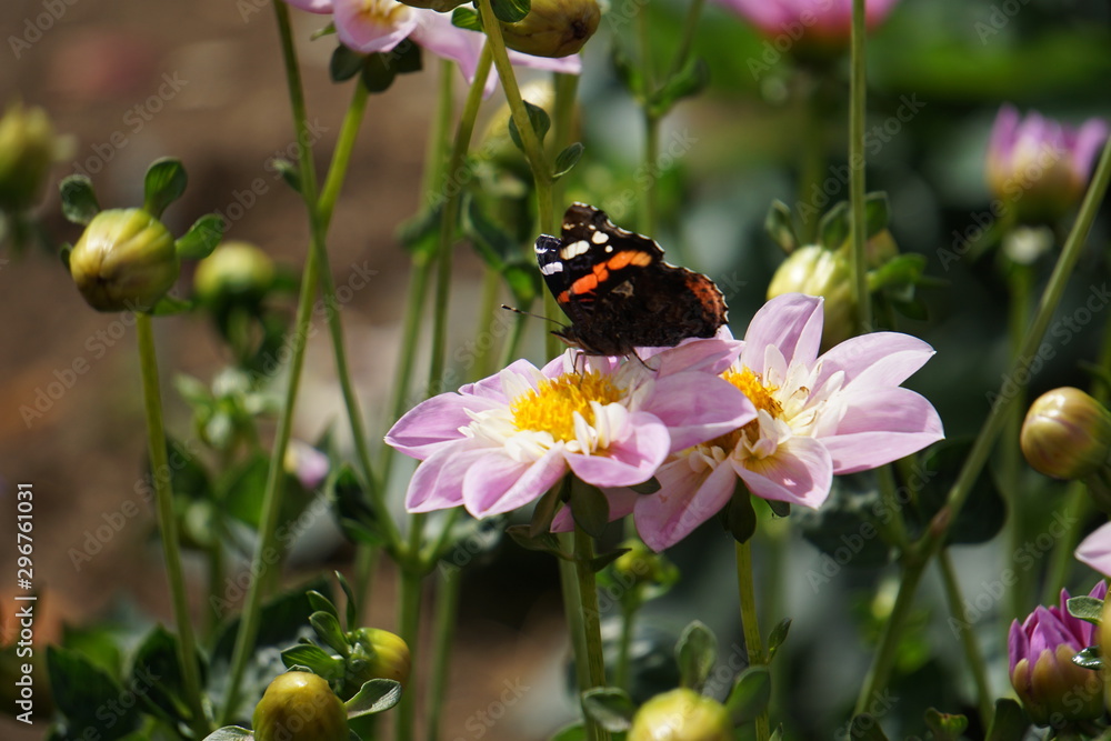 Red admiral butterly on dahlia Red admiral butterly on dahlia