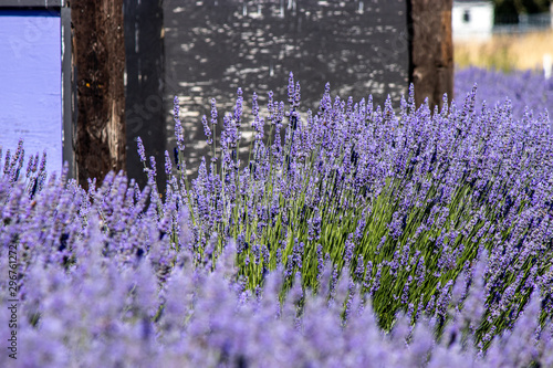 Fototapeta Naklejka Na Ścianę i Meble -  bright purple lavender flowers in full bloom on a farm