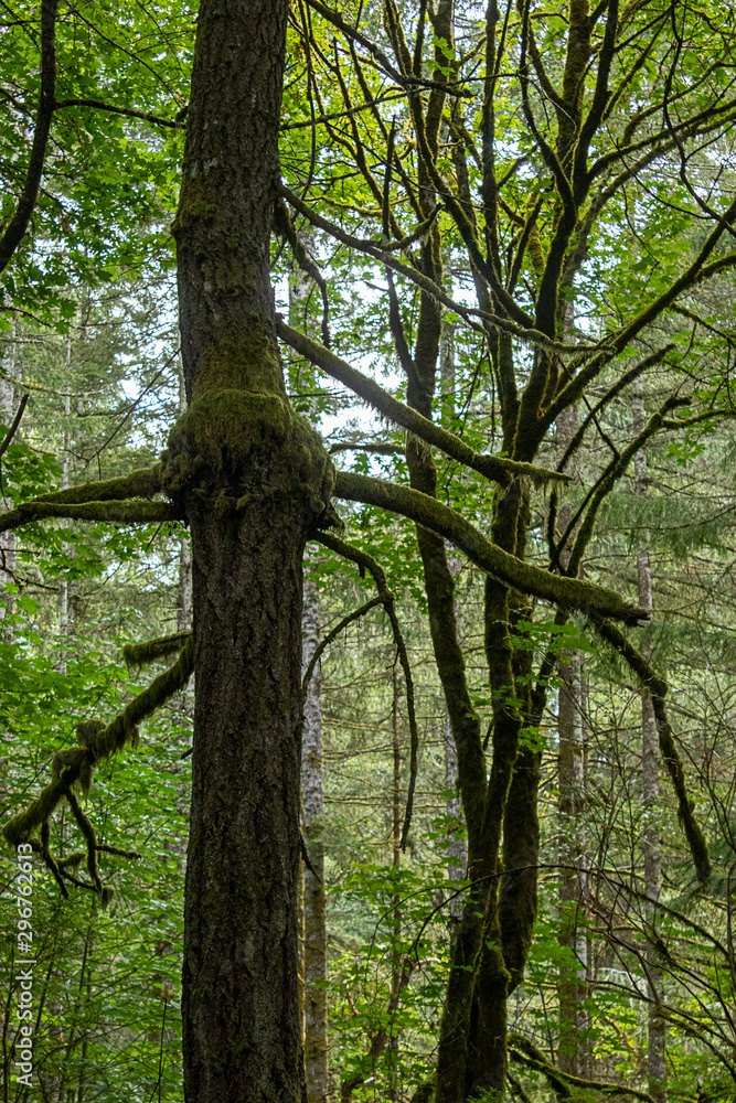 Fototapeta premium pine trees in a forest covered in ferns and moss
