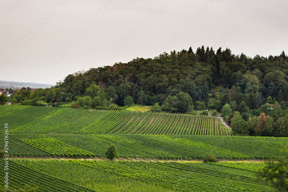 vineyard against the forest in Pfalz area of germany, bad durkheim