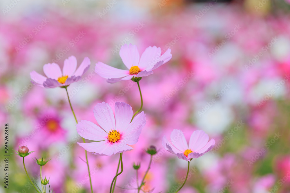 Obraz premium コスモス