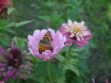 Цветы цинния розовая и бабочка