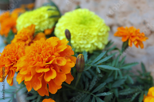 marigold