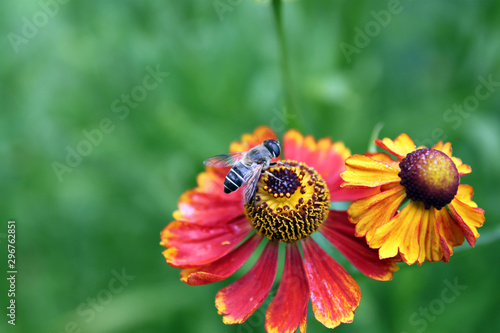bee, honeybee