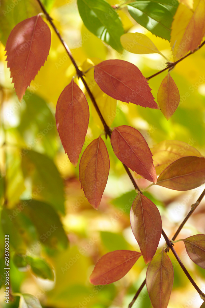 colorful autumn leaves on tree