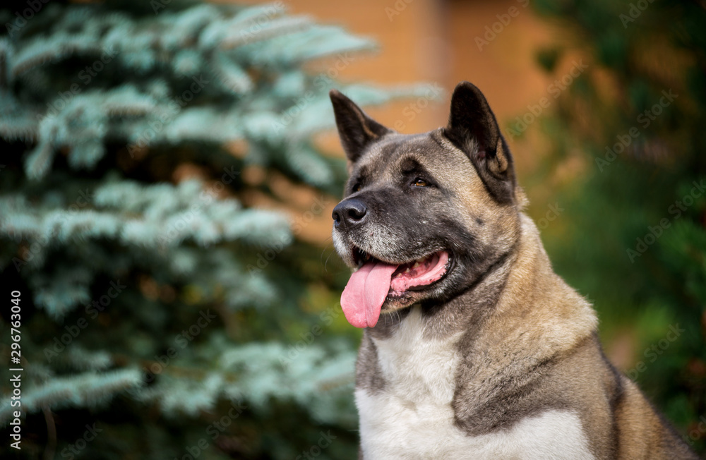 Dog breed American Akita portrait close up in spruce trees