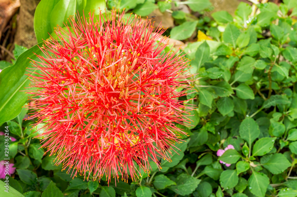Fireball lily flower Fireball lily flower