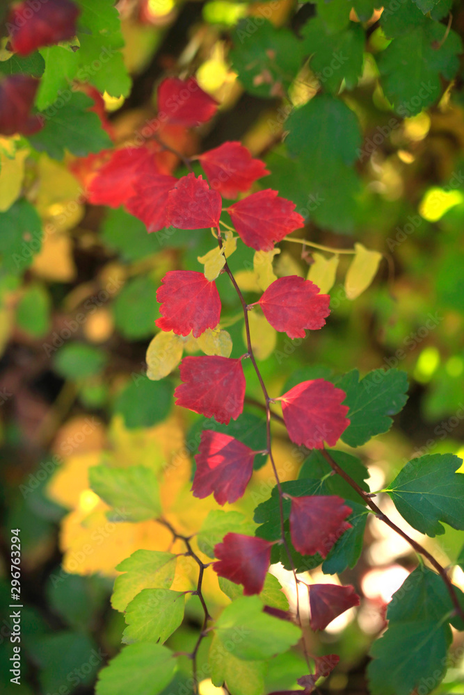 colorful autumn leaves on tree colorful autumn leaves on tree