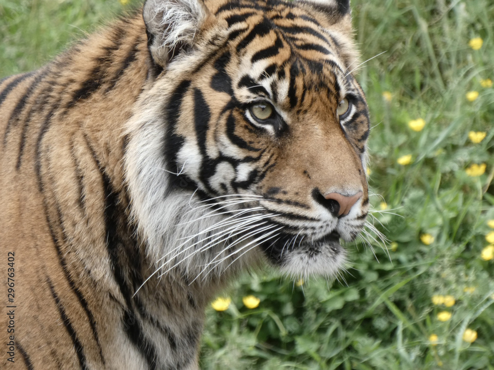 Fototapeta premium large tiger standing in front of green and yellow weeds