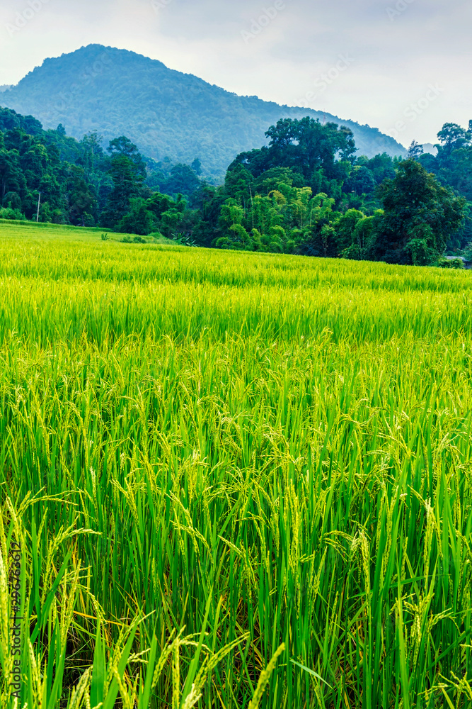 Green and yellow color terraced rice field in north of Thailand Green and yellow color terraced rice field in north of Thailand
