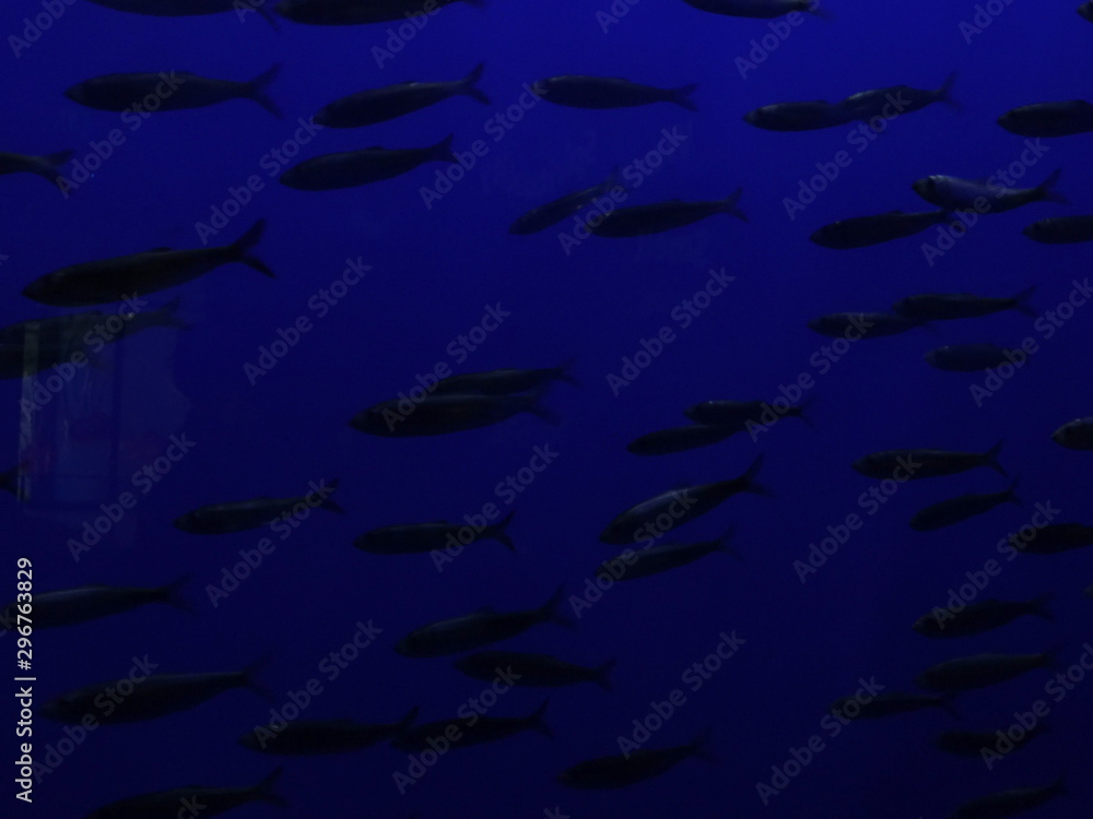 school of fish silhouetted in dark blue water school of fish silhouetted in dark blue water