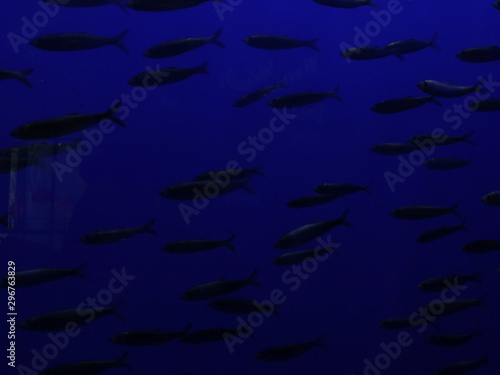 school of fish silhouetted in dark blue water