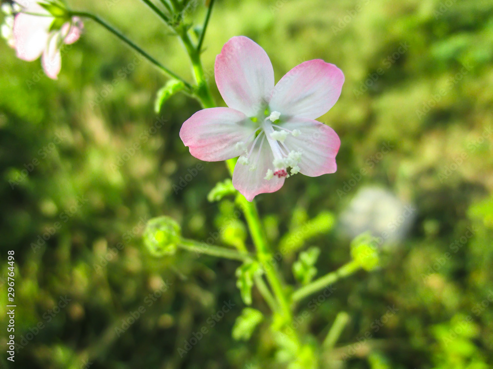 flower in the garden flower in the garden