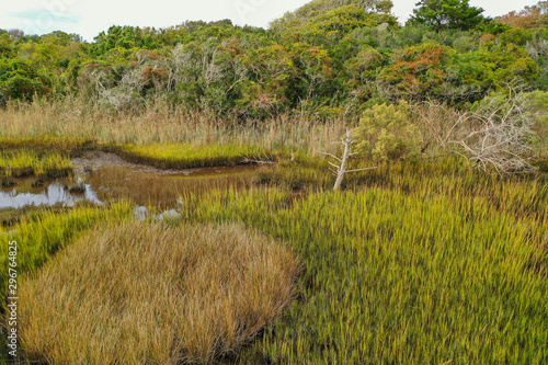 Looking over the marsh at the oak tree line. Oak Island NC