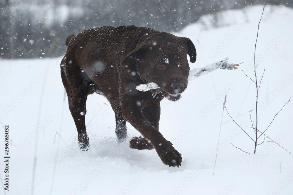 Portrait of a cute dog in a jump above snow Portrait of a cute dog in a jump above snow